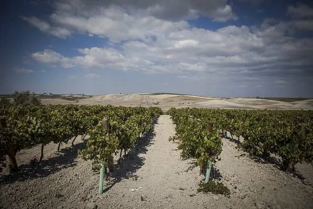 Visita viñedos y degustación en Jerez